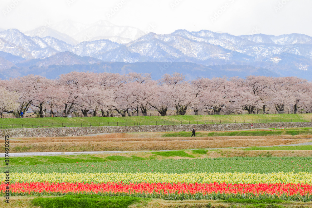 cherry blossom trees or sakura  with the  Japanese Alps mountain range in the background , the town of Asahi in Toyama Prefecture  Japan.