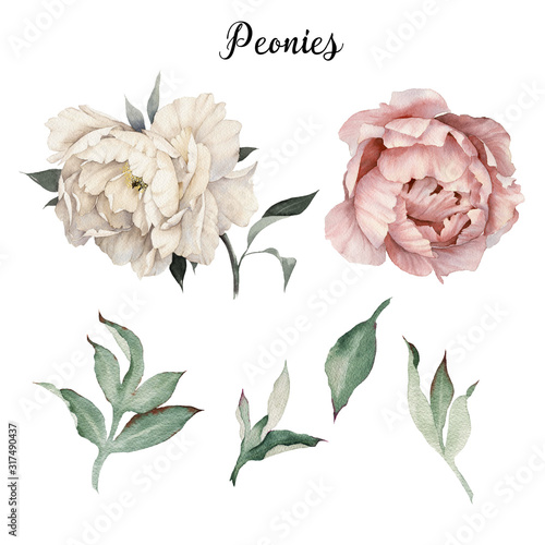 Peonies and leaves, watercolor, can be used as greeting card, invitation card for wedding, birthday and other holiday and summer background
