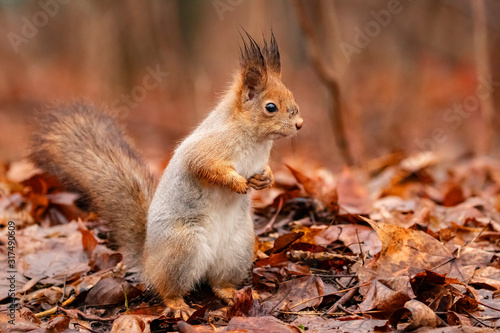 Red Squirrel standing on the branch of a tree in a forest. The red squirrel or Eurasian red squirrel (Sciurus vulgaris) is a species of tree squirrel in the genus Sciurus common throughout Eurasia. 