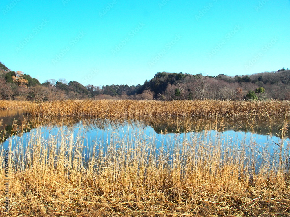 池のある冬の21世紀の森と広場風景