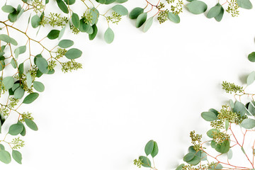 Frame borders made of eucalyptus populus leaves with fruits in the form of berries on white background. Flat lay, top view. floral concept