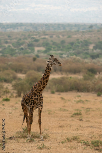 Giraffe seen in Masai Mara Plains at Kenya, Africa © amit
