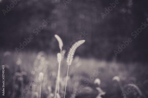 Beautiful tall plant in field in rural North Carolina with bokeh in black and white