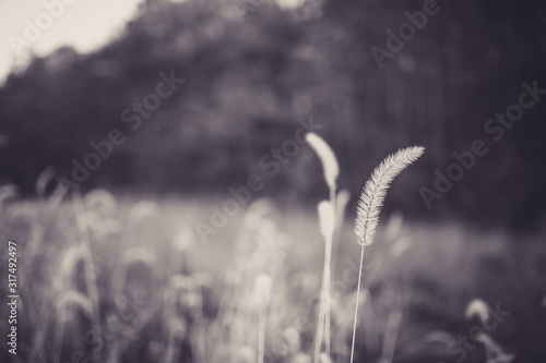 Beautiful tall plant in field in rural North Carolina with bokeh in black and white