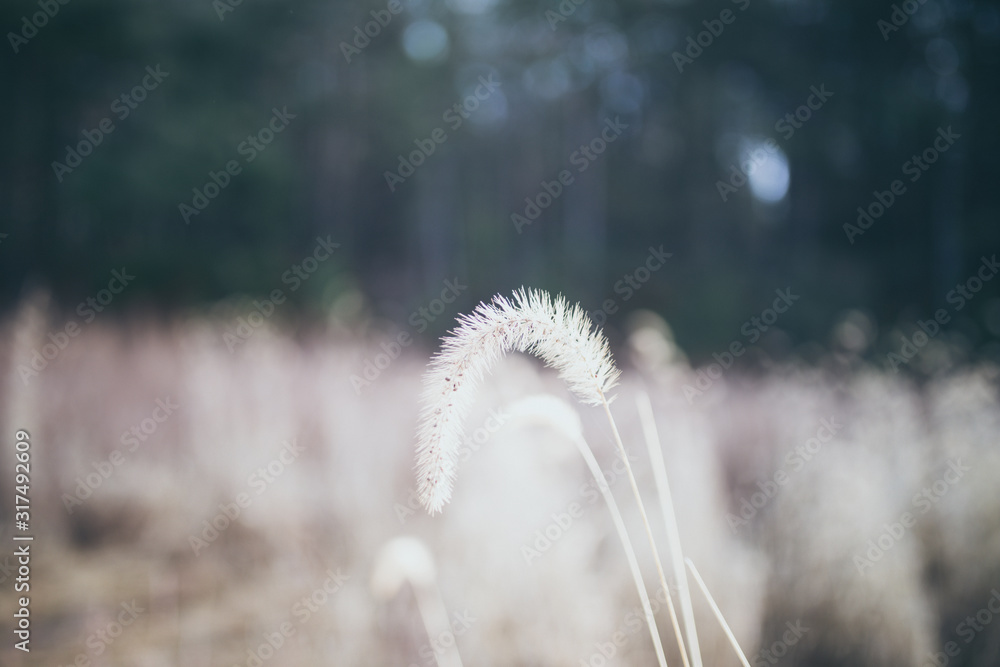 Fototapeta premium Beautiful tall plant in field in rural North Carolina with colorful bokeh