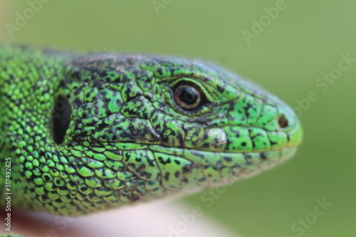 green lizard, closeup