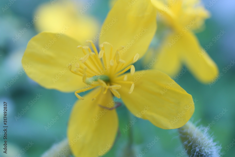 Fototapeta premium yellow spring wildflower macro photography