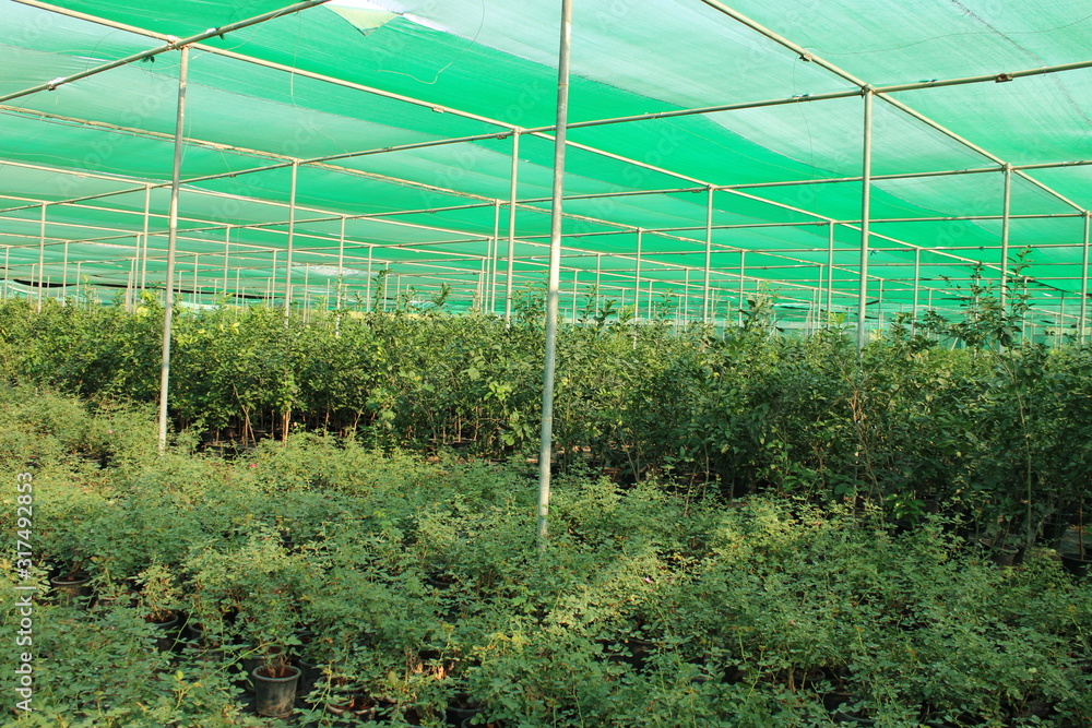 Obraz premium Plants in Nursery