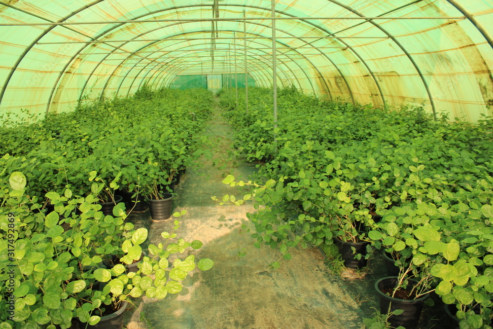plants in greenhouse plants in greenhouse