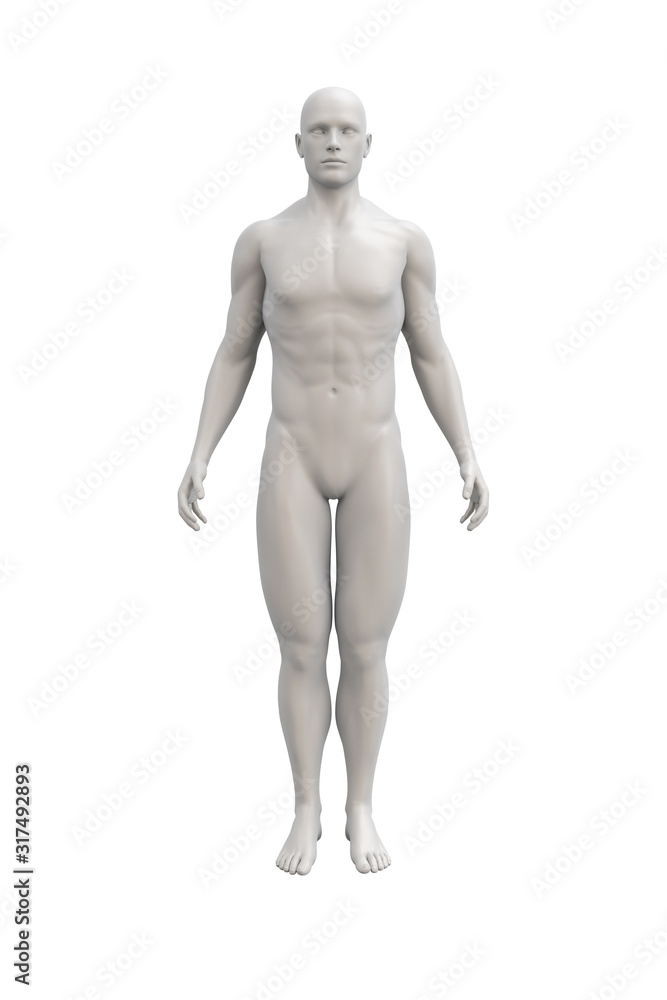 Male body anatomical illustration over a light background. Male body anatomical illustration over a light background.