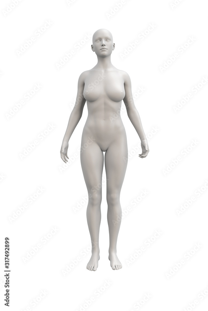 Female body anatomical illustration over a light background. Female body anatomical illustration over a light background.
