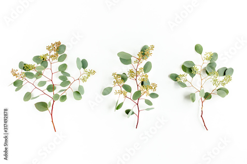 Fototapeta Naklejka Na Ścianę i Meble -  Set of eucalyptus leaves and eucalyptus branches with fruits in the form of berries on white background. Flat lay, top view. floral concept