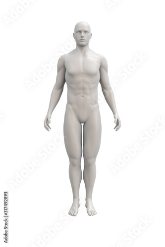 Male body anatomical illustration over a light background.