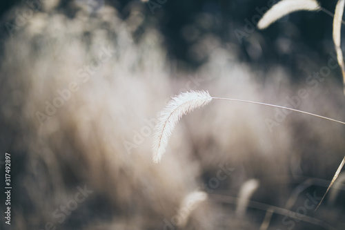 Beautiful tall plant in field in rural North Carolina with colorful bokeh