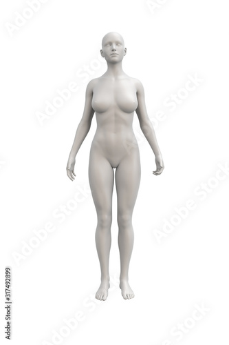 Female body anatomical illustration over a light background.