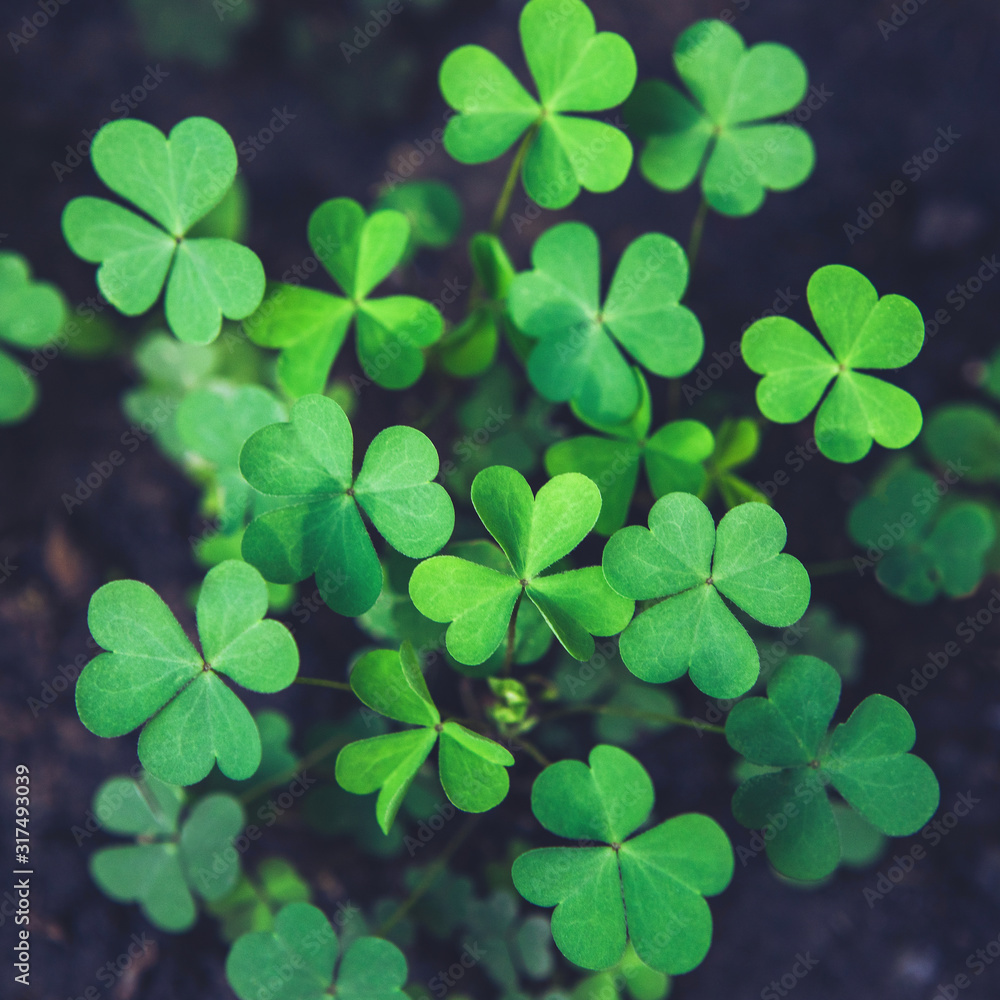 Close up of green fresh bright shamrock leaves on blurred dark background. Rural nature view. Spring Holiday floral backdrop. Spring St. Patrick's Day Clovers background. Square composition. Close up of green fresh bright shamrock leaves on blurred dark background. Rural nature view. Spring Holiday floral backdrop. Spring St. Patrick's Day Clovers background. Square composition.