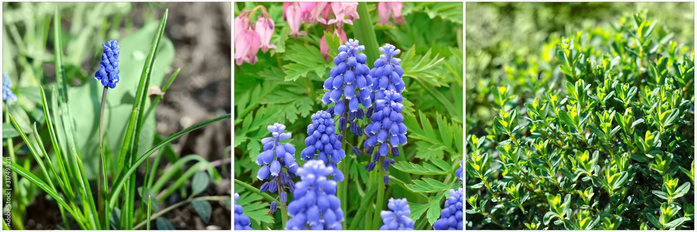 Collage of three photos of spring flowers and seedlings. The concept of earth Day Collage of three photos of spring flowers and seedlings. The concept of earth Day
