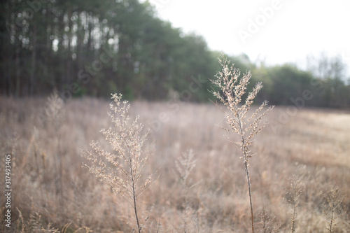 Beautiful tall plant in field in rural North Carolina with colorful bokeh