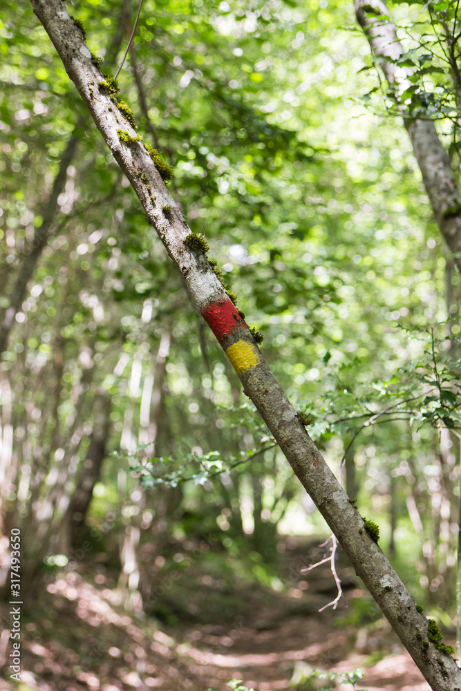 Fototapeta premium A tree with a signal of a long distance track in yellow and white 