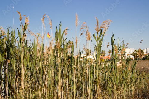 A field full of invasive plants
