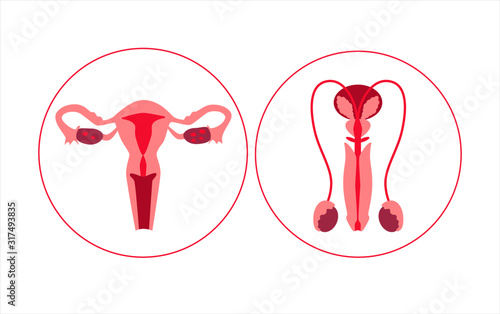 Human reproductive system. Male and female organs. Egg and sperm donation. In vitro fertilization. Vector illustration.