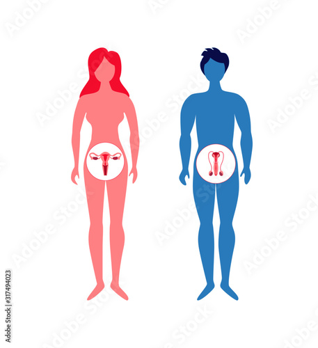 Human reproductive system. Male and female silhouette with organs. Egg and sperm donation. In vitro fertilization. Vector illustration.