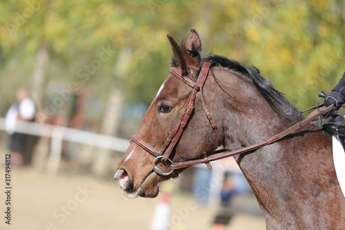 Head shot profile of a show jumper horse on natural background