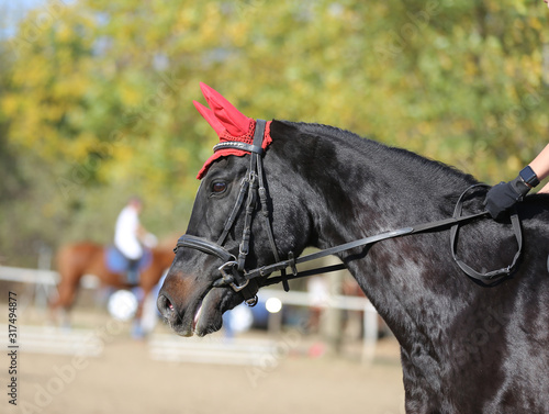 Head shot profile of a show jumper horse on natural background