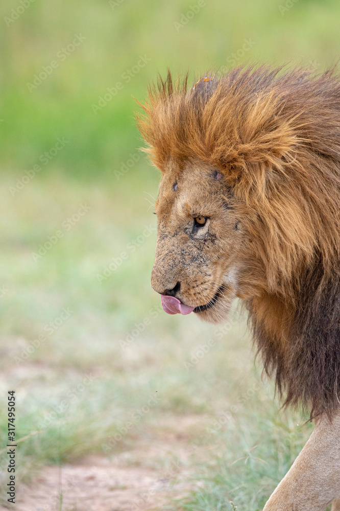 Male Lion Great Caesar from Notches seen near Mara River, Masai Mara, Kenya, Africa Male Lion Great Caesar from Notches seen near Mara River, Masai Mara, Kenya, Africa