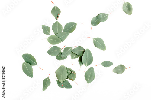 pattern texture with green leaves eucalyptus populus isolated on white background. lay flat, top view