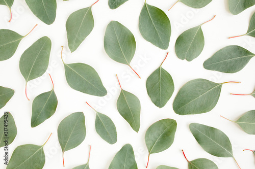 Pattern with green leaves eucalyptus populus isolated on white background. Flat lay  top view