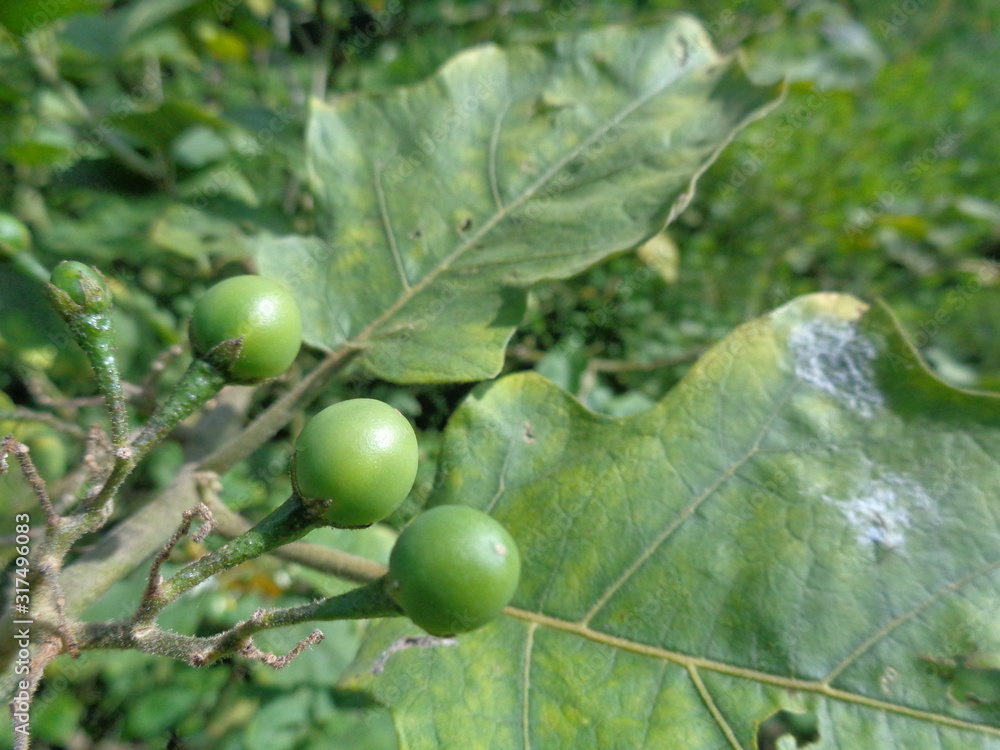Obraz premium Solanum torvum or commonly called pokak eggplant and flowers. the smallest eggplant