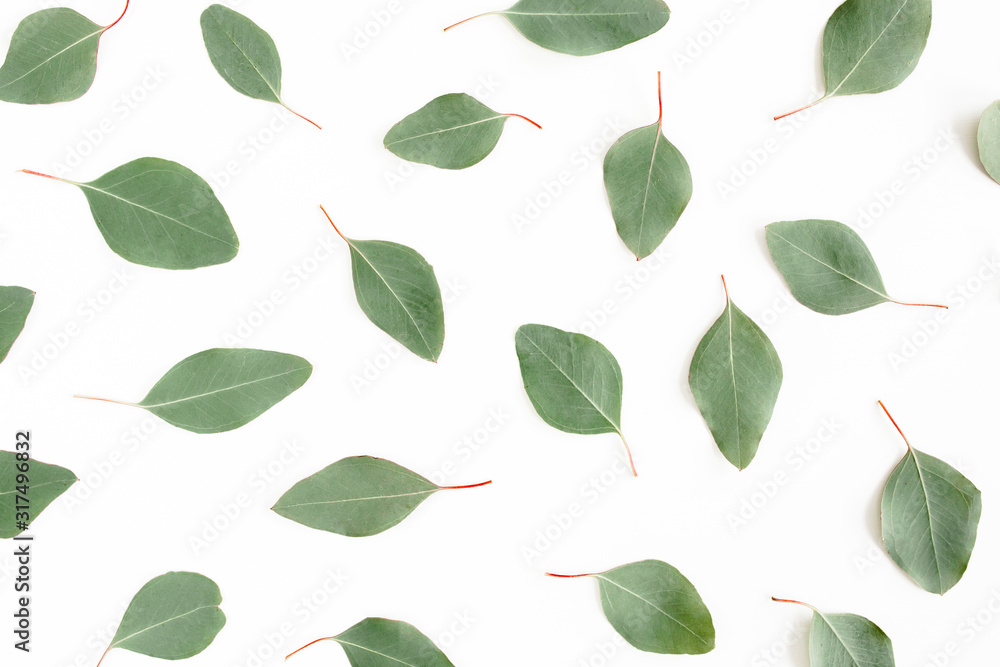 Pattern with green leaves eucalyptus populus isolated on white background. Flat lay, top view Pattern with green leaves eucalyptus populus isolated on white background. Flat lay, top view