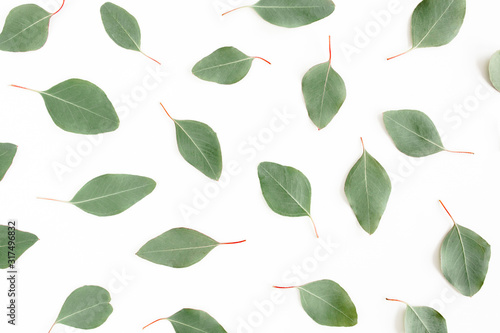 Pattern with green leaves eucalyptus populus isolated on white background. Flat lay  top view