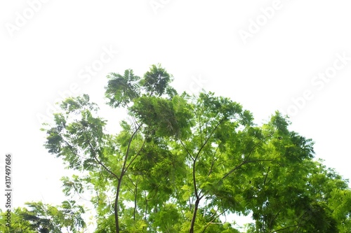 Tropical tree with leaves branches and sun light on white isolated background for green foliage backdrop