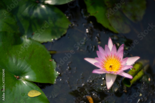 Lotus flowers as beautiful nature background