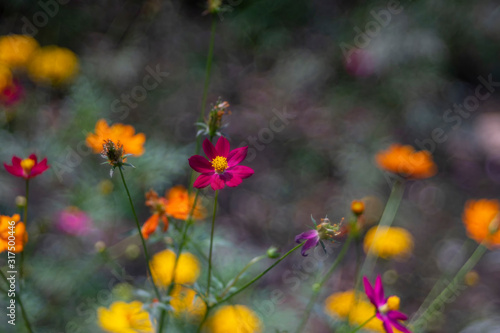Cosmos flowers as beautiful nature background © Art789