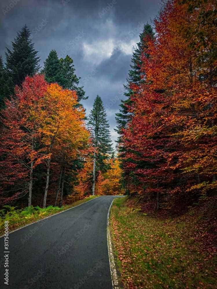 Fototapeta premium road in forest