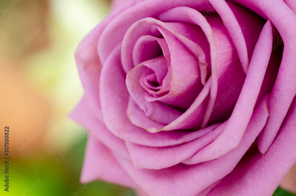 Purple rose blurred with blurred pattern background Purple rose blurred with blurred pattern background