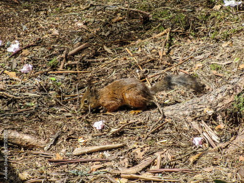 Squirrel on ground with brown tones.