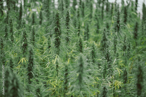 Cannabis hemp plants on industrial field