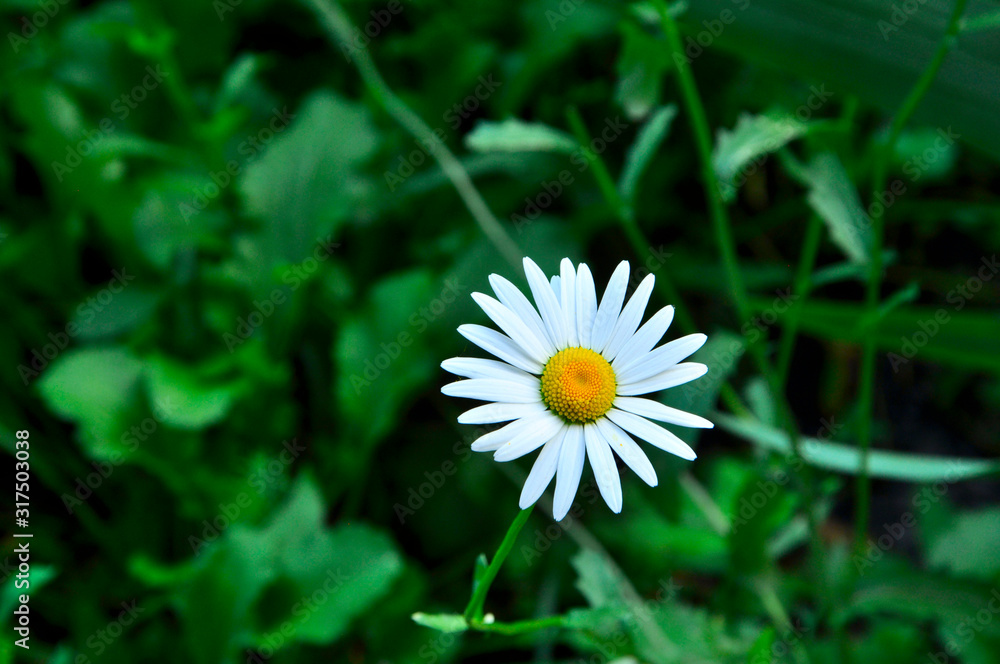 daisy flower on green background daisy flower on green background