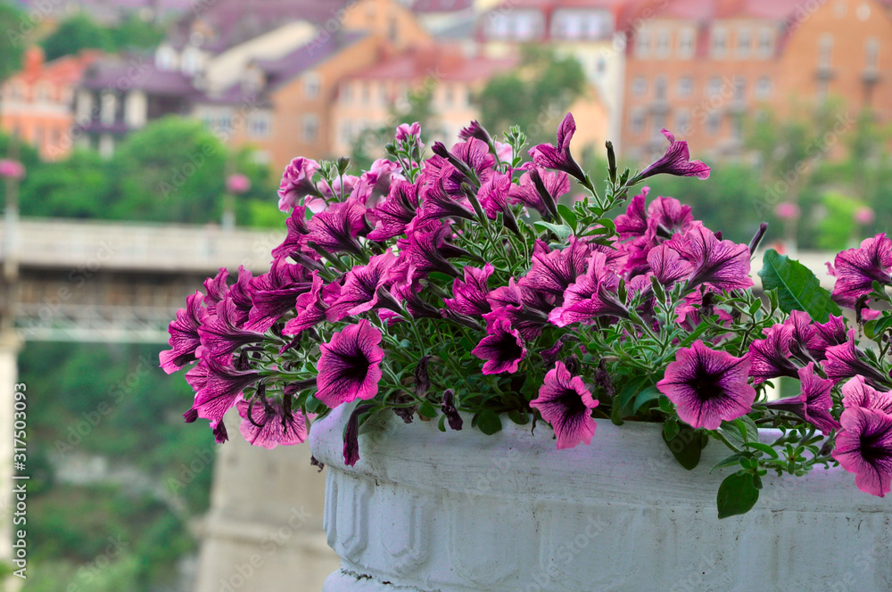 pink flowers on a background of the city
