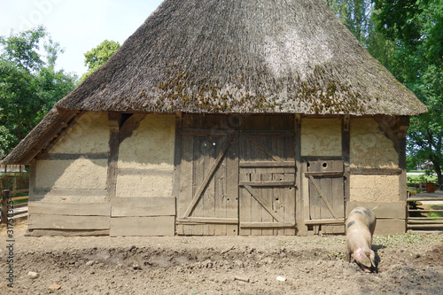 buntes bentheimer schwein photo