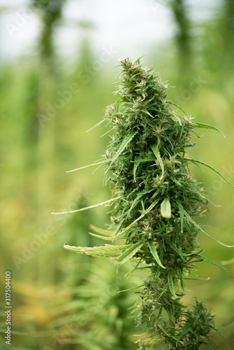 Hemp cannabis plant on field