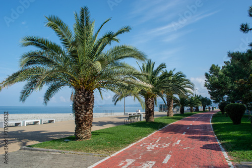 A Bicycle path with cyclists riding in the distance in a palm alley near a pebble beach with a view of the blue sea and clear blue sky 