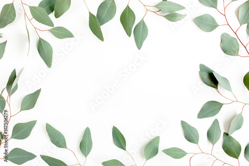 Frame made green leaves eucalyptus populus isolated on white background. Flat lay, top view