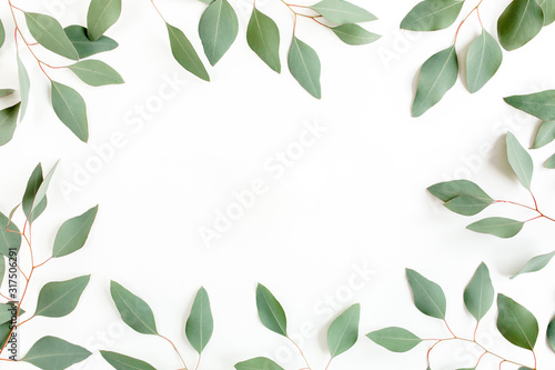 Leaves eucalyptus frame borders on white background with empty space for text. Flat lay  top view. floral concept