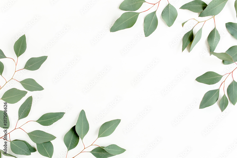 Leaves eucalyptus frame borders on white background with empty space for text. Flat lay, top view. floral concept Leaves eucalyptus frame borders on white background with empty space for text. Flat lay, top view. floral concept