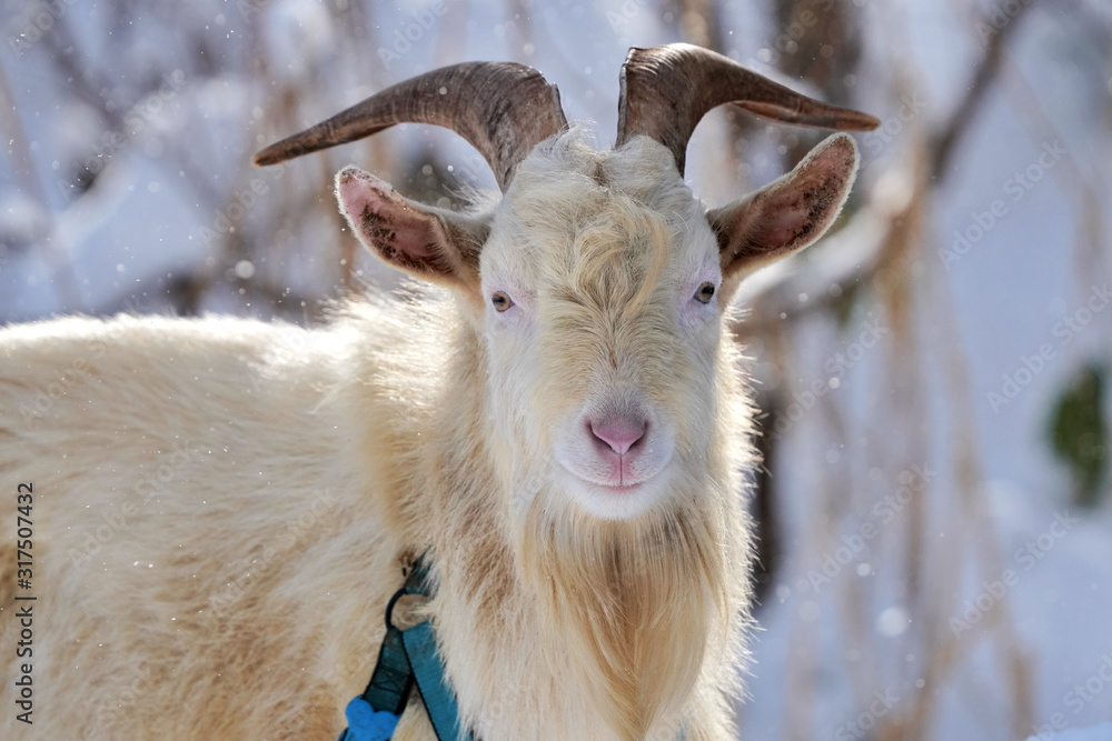 Fototapeta premium Portrait of a goat.